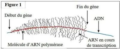 Expression de l’information génétique